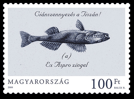 Ci�nszennyez�s a Tisz�n